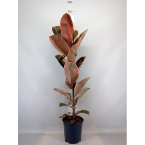 Ficus elastica 'Belize'