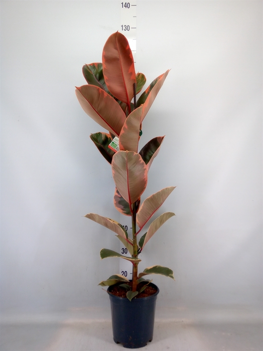 <h4>Ficus elastica 'Belize'</h4>