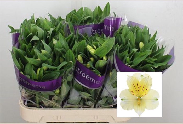 <h4>Alstroemeria  'Gigi Cream'</h4>