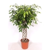 Ficus Exotica