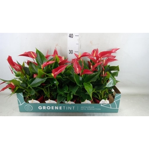 Anthurium  'Banderola Roja'