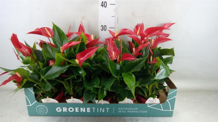 <h4>Anthurium  'Banderola Roja'</h4>