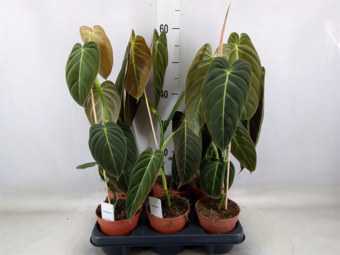 <h4>Philodendron melanochrysum</h4>