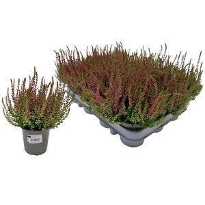 CALLU RED SUN