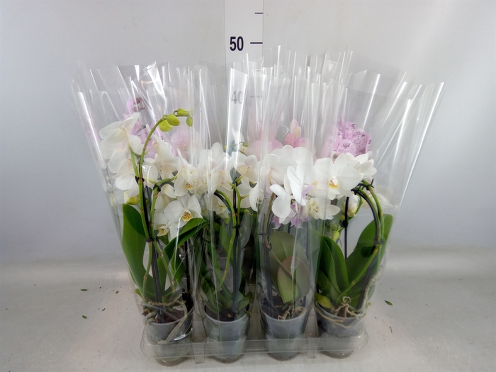 <h4>Phalaenopsis  'Elegant Cascade'</h4>