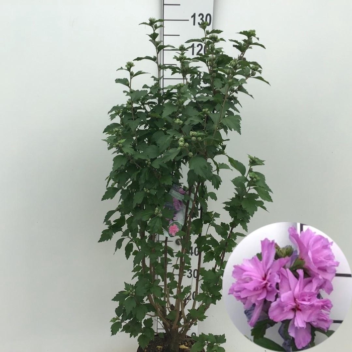 HIBISCUS  'ARDENS' 80-100 CM