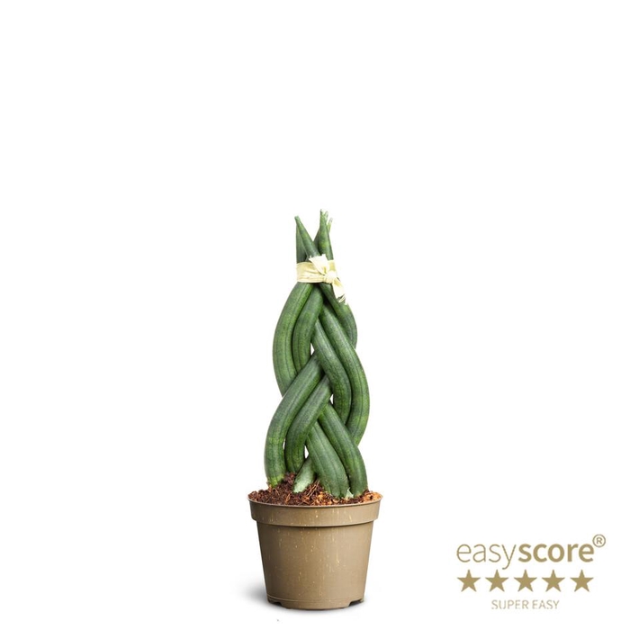 <h4>SANSEVIERIA CYLINDRICA</h4>