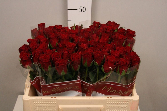 <h4>R Gr Furiosa</h4>