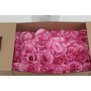 LISIANTHUS FLOR LILAS