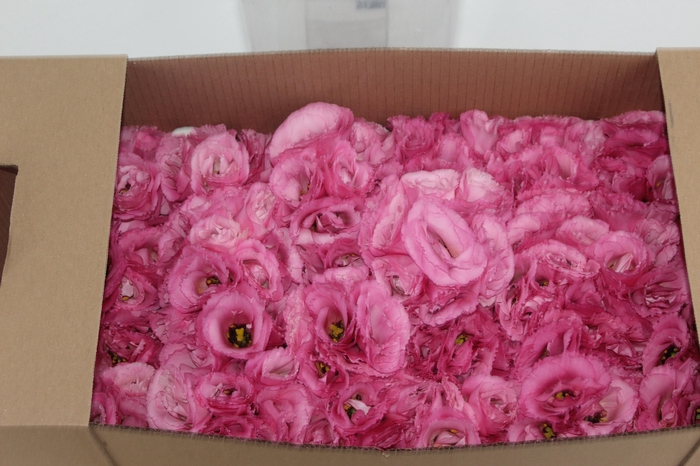 <h4>LISIANTHUS FLOR LILAS</h4>