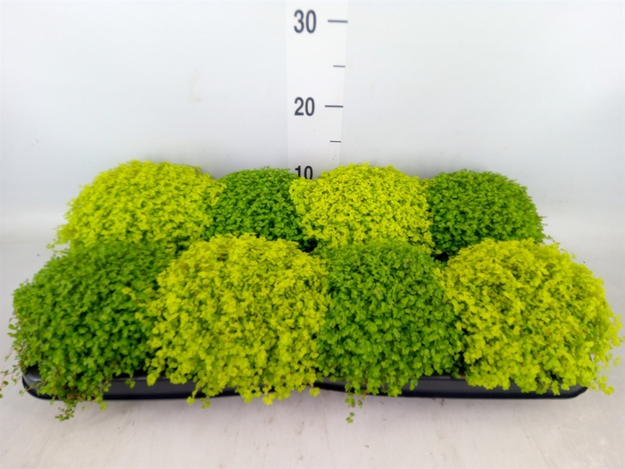 <h4>Soleirolia soleirolii   ...mix 2</h4>