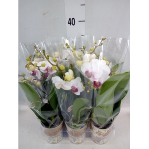 Phalaenopsis multi. 'FC Safe Haven'