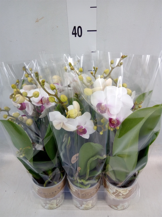 <h4>Phalaenopsis multi. 'FC Safe Haven'</h4>