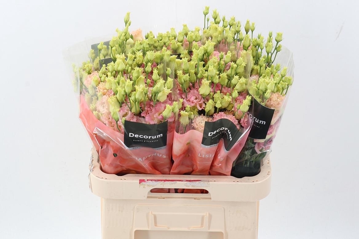 <h4>Eus G Alissa Champag</h4>