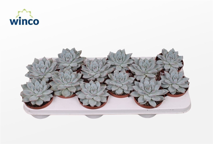 <h4>Echeveria Blue bird</h4>