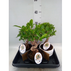 Bonsai   ...mix