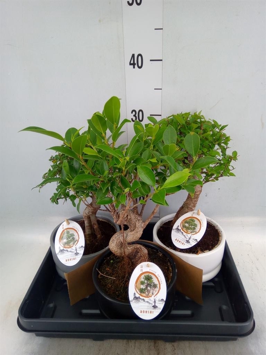 <h4>Bonsai   ...mix</h4>