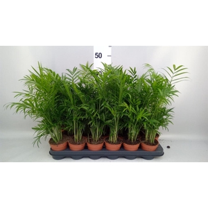 Chamaedorea elegans