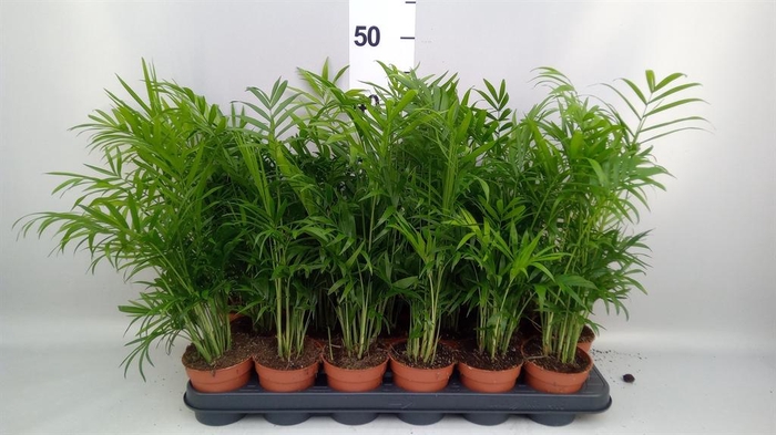 <h4>Chamaedorea elegans</h4>