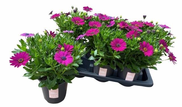 <h4>OSTEO SENORI JUTTA</h4>