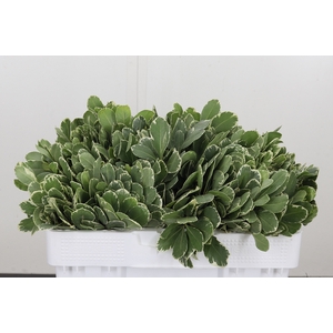 Pittosporum Ilan