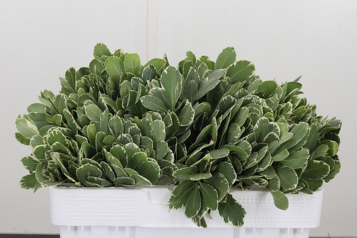 <h4>Pittosporum Ilan</h4>