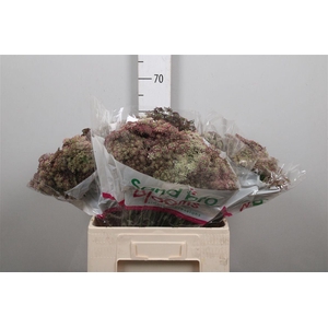 Daucus Carota Dara