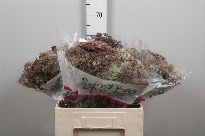 <h4>Daucus Carota Dara</h4>