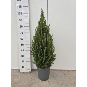 PICEA GL CONICA
