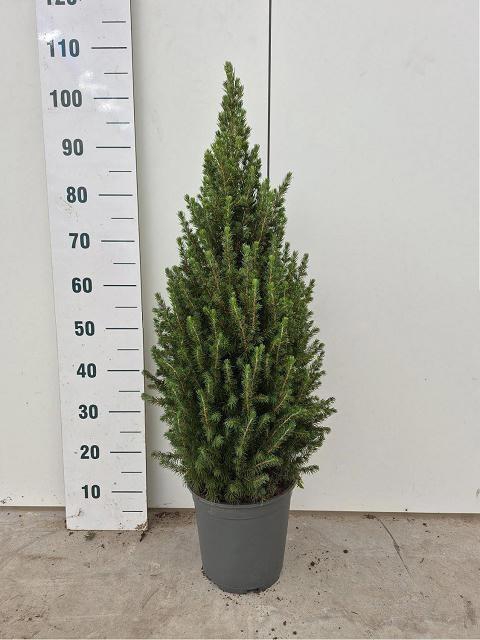 <h4>PICEA GL CONICA</h4>