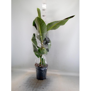 Musa  'Dwarf Cavendish'