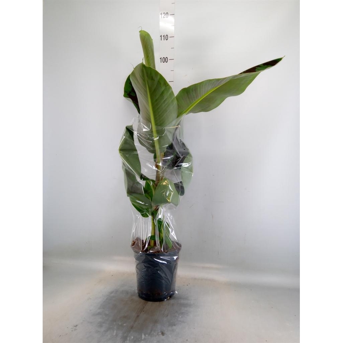 <h4>Musa  'Dwarf Cavendish'</h4>