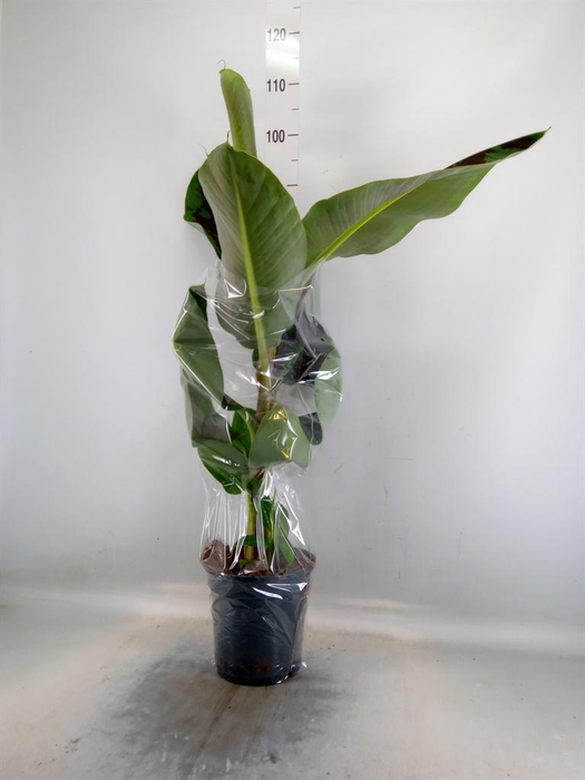 Musa  'Dwarf Cavendish'