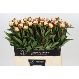Paeonia Florence Nicholls