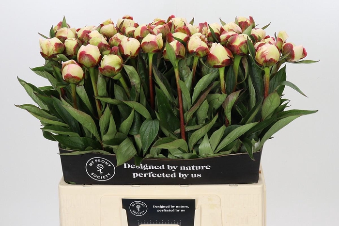 Paeonia Florence Nicholls
