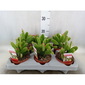 Opuntia
