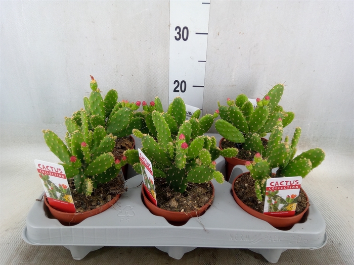 <h4>Opuntia</h4>