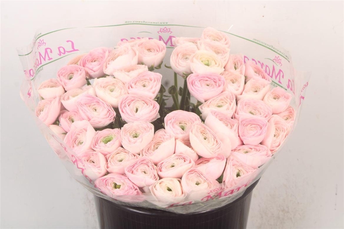 <h4>RAN.SU HANOI EXTRA</h4>