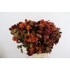 PF BEECH LEAFS ORANGE BS 150GR