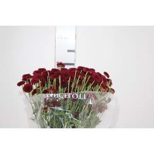CRISANTEMO SANTINI ARMY 080 CM VERMELHO