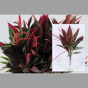 Drac Red Mix Per Bos 52cm