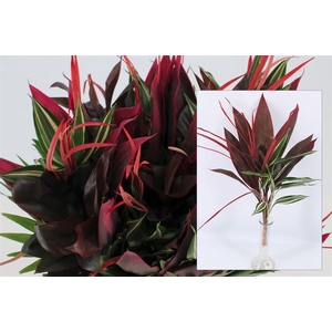 Drac Mix Bunch Red