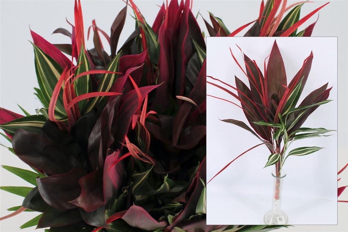 <h4>Drac Red Mix Per Bos 52cm</h4>