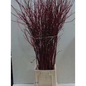 Cornus Alba Sibirica Vertakt