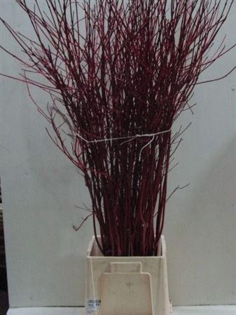 <h4>Cornus Alba Sibirica Spray</h4>