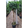 Schefflera Compacta