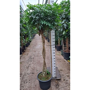 Schefflera Compacta