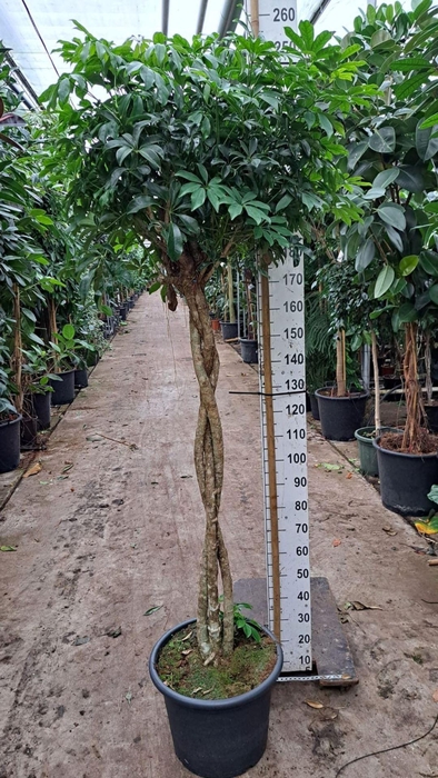 Schefflera Compacta