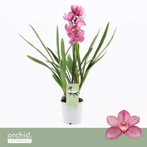 Cymbidium, Simono 1-spike 'Orchid Collection'