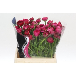 Ranunculus Cerise A1